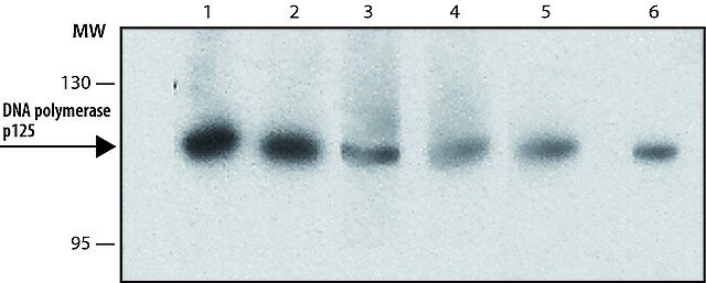 Anti-DNA polymerase  p125 antibody, Rat monoclonal