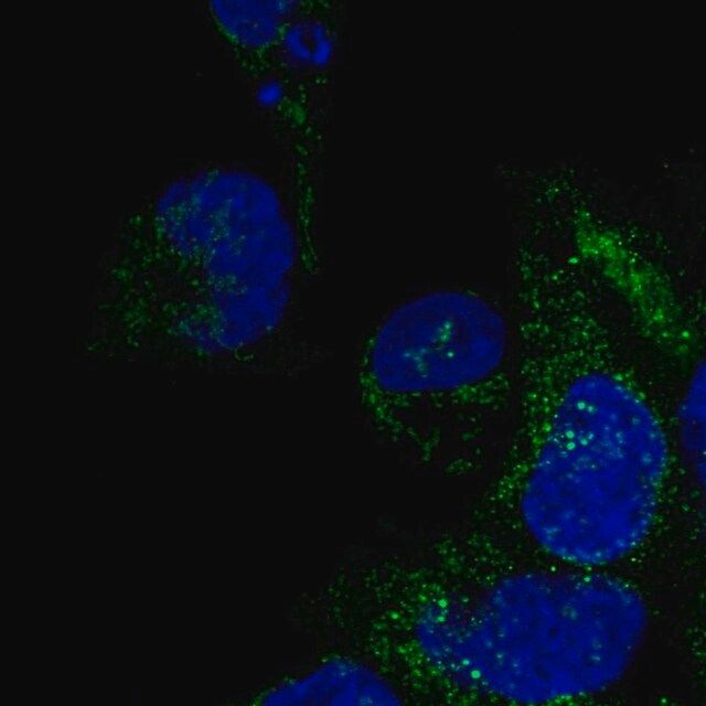 Anti-DNAAF3 antibody produced in rabbit