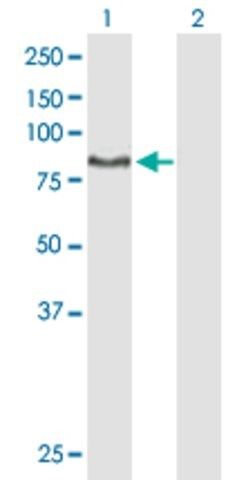 Anti-DNAI1 antibody produced in mouse