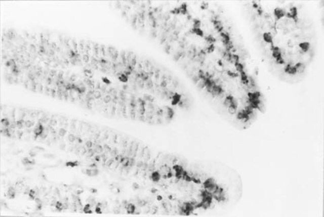 Anti-DNA Antibody, single stranded specific, clone F7-26