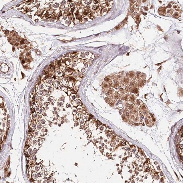 Anti-DMXL1 antibody produced in rabbit