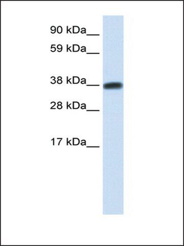 Anti-DMRTC2 antibody produced in rabbit