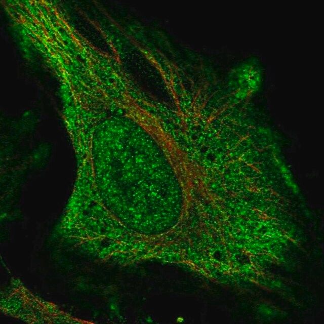 Anti-DNAH17 antibody produced in rabbit