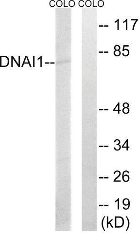 Anti-DNAI1 antibody produced in rabbit