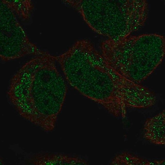 Anti-DMRTA2 antibody produced in rabbit