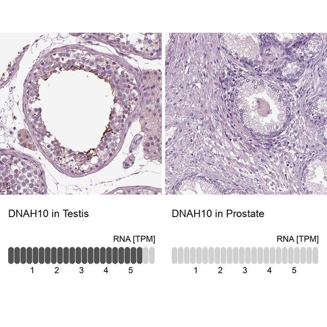 Anti-DNAH10 antibody produced in rabbit