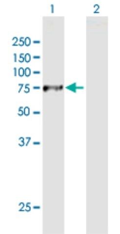 Anti-DNAI2 antibody produced in mouse