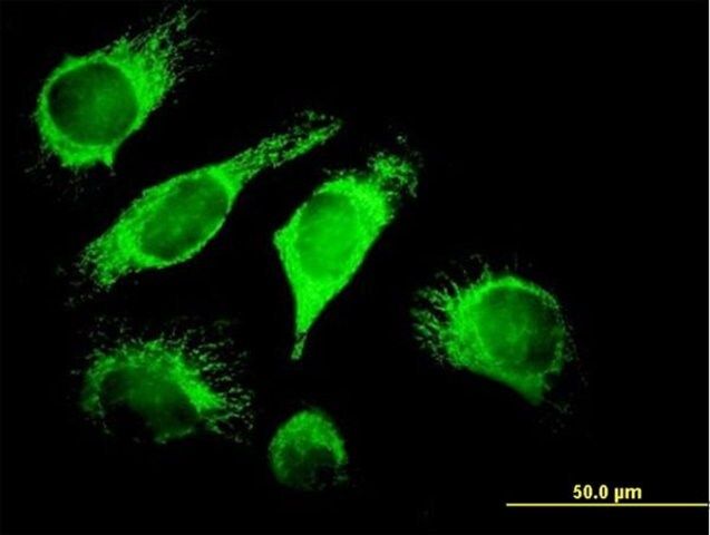 Anti-DNAJA3 antibody produced in mouse