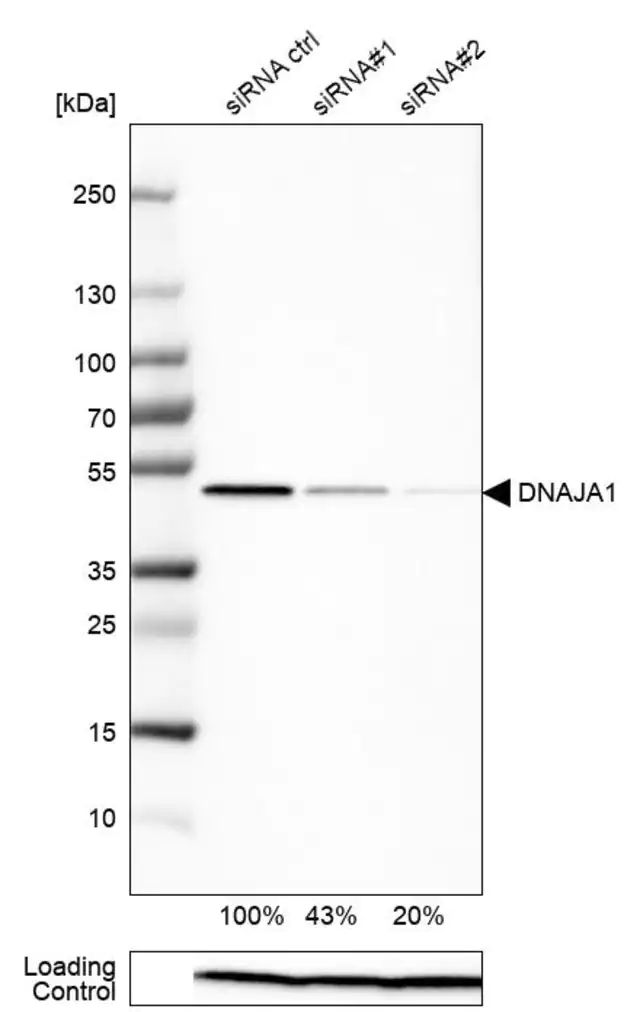 Anti-DNAJA1 antibody produced in rabbit