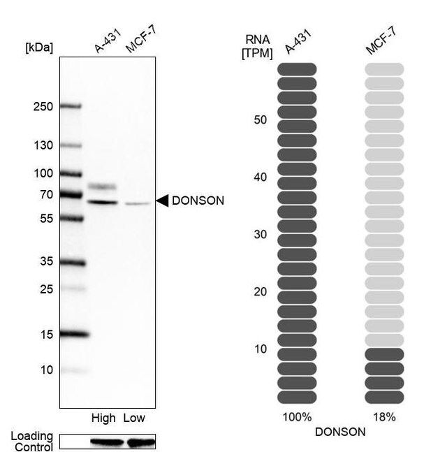 Anti-DONSON antibody produced in rabbit