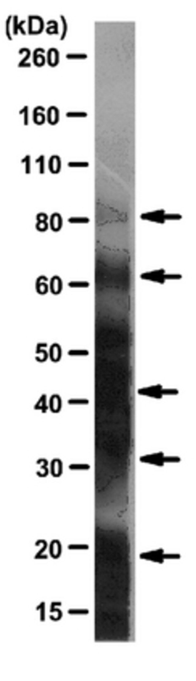 Anti-DNP Antibody, clone 9H8.1