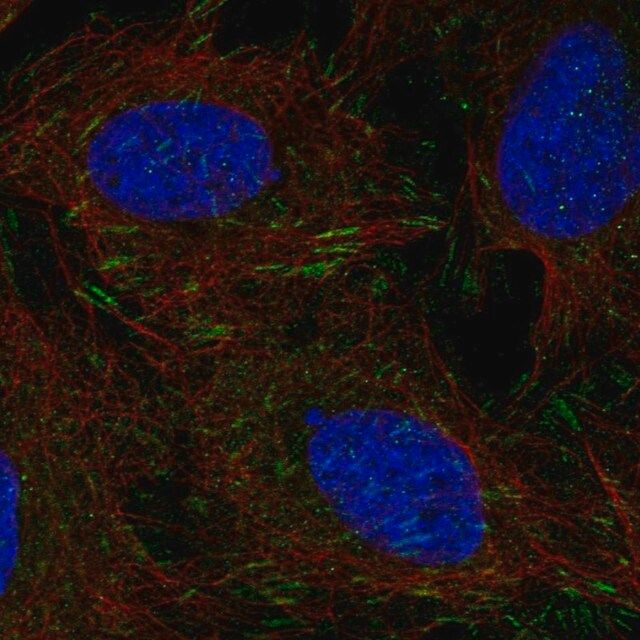 Anti-DOK5 antibody produced in rabbit