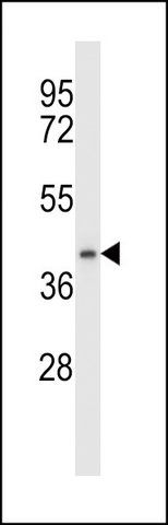 ANTI-DPAGT1 (N-TERM) antibody produced in rabbit