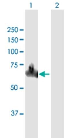 Anti-DOCK7 antibody produced in mouse