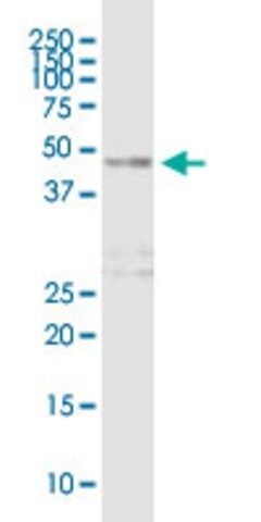 Anti-DOC2B antibody produced in mouse