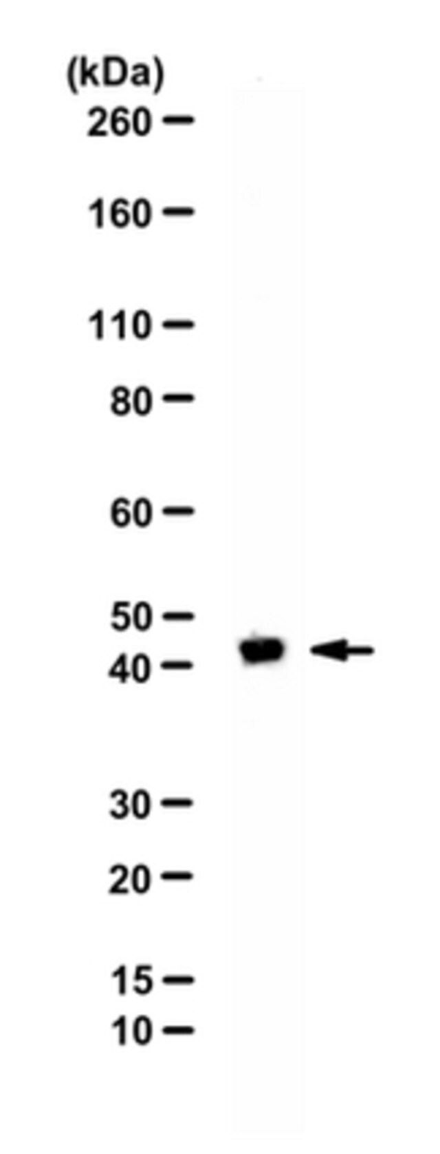 Anti-DOM3Z Antibody