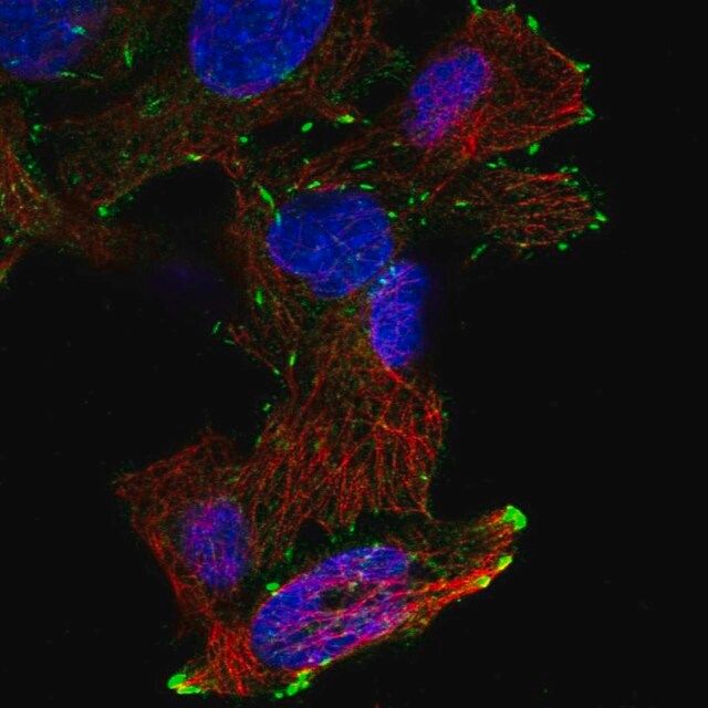 Anti-DOK6 antibody produced in rabbit