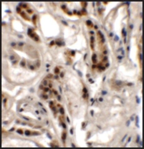 Anti-DPAGT1 antibody produced in rabbit