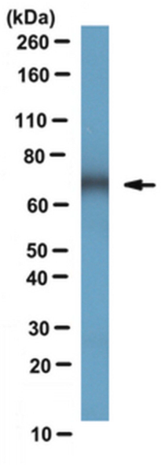 Anti-Dopamine Transporter Antibody, clone mAb16