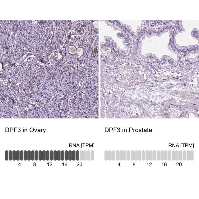 Anti-DPF3 antibody produced in rabbit