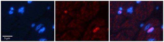 Anti-DPF3 antibody produced in rabbit