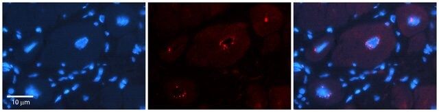 Anti-DPF3 (ab2) antibody produced in rabbit