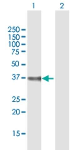 Anti-DPH5 antibody produced in mouse