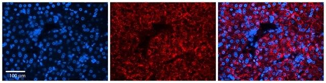 Anti-DPH1, (N-terminal) antibody produced in rabbit