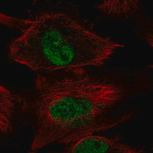 Anti-DOT1L antibody produced in rabbit