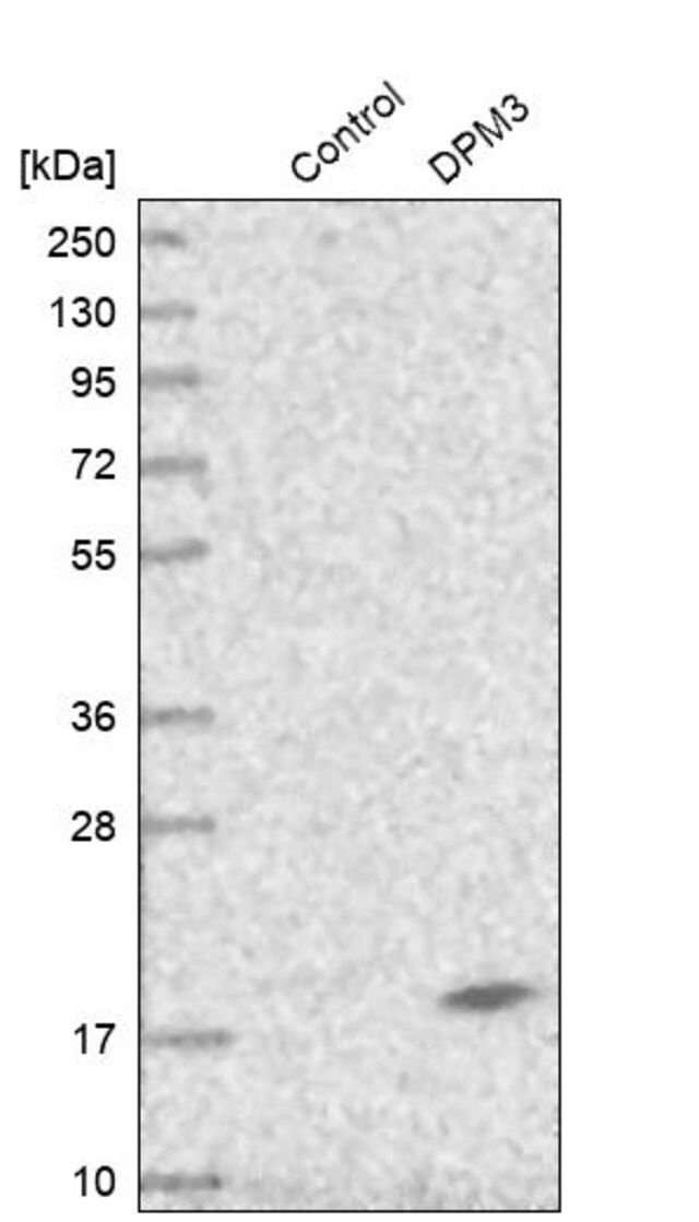 Anti-DPM3 antibody produced in rabbit