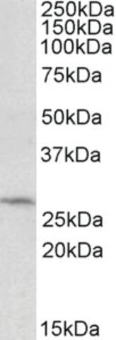 Anti-DCUN1D1 (C-terminal) antibody produced in goat