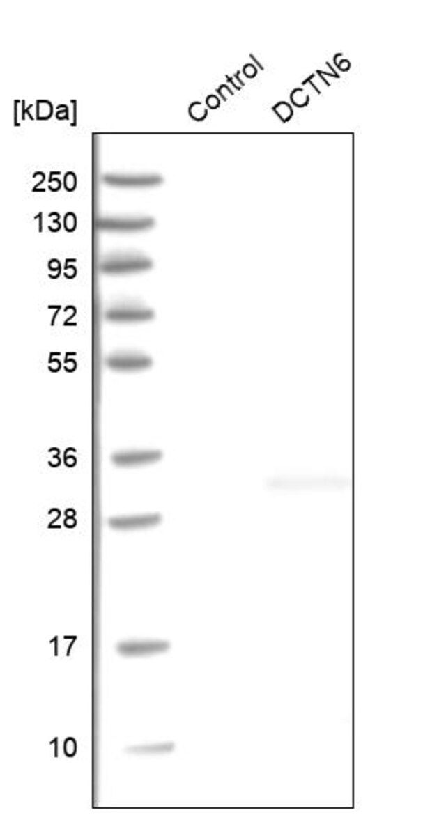 Anti-DCTN6 antibody produced in rabbit