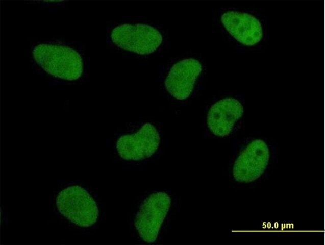 Anti-DFFA antibody produced in mouse