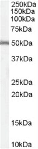 Anti-DGAT1 antibody produced in goat