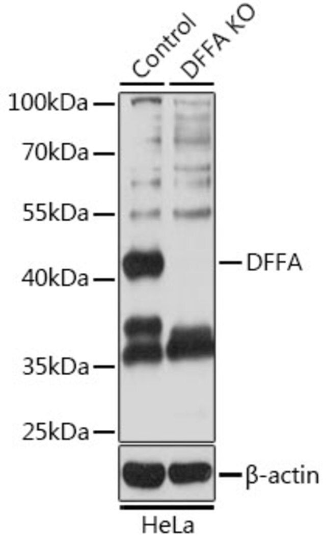 Anti-DFFA antibody produced in rabbit