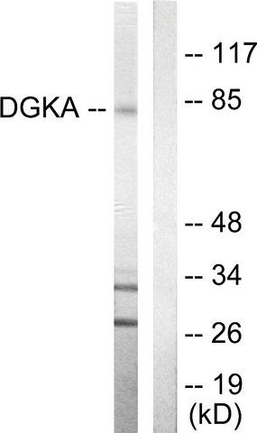 Anti-DGKA antibody produced in rabbit