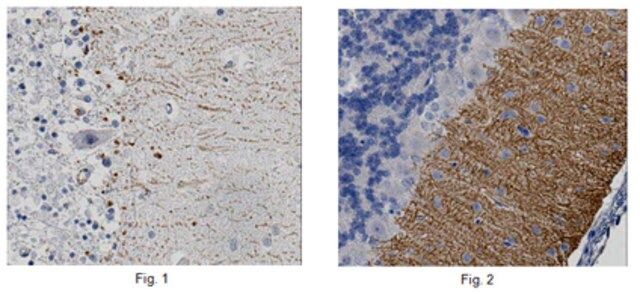 Anti-DGL- Antibody