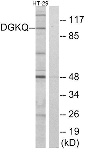 Anti-DGKQ antibody produced in rabbit