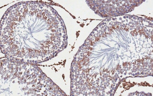 Anti-DEXRAS1 Antibody, clone 4B11.1