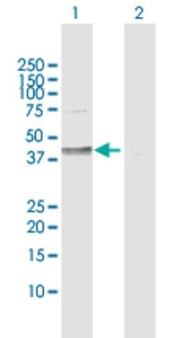 Anti-DHH antibody produced in rabbit