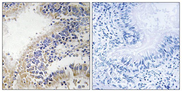 Anti-DHODH antibody produced in rabbit