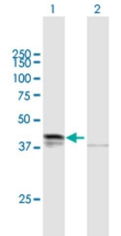 Anti-DHH antibody produced in mouse