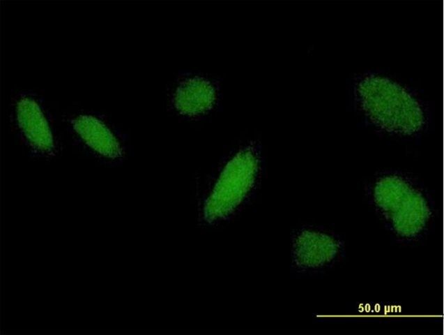 Anti-DHRSX antibody produced in mouse