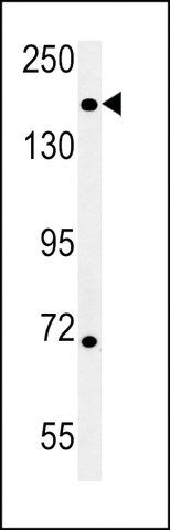 ANTI-DI3L1 (N-TERMINAL) antibody produced in rabbit