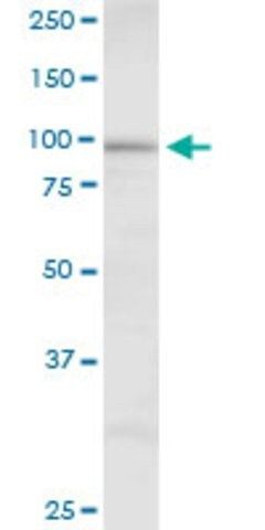 Anti-DHTKD1 antibody produced in mouse