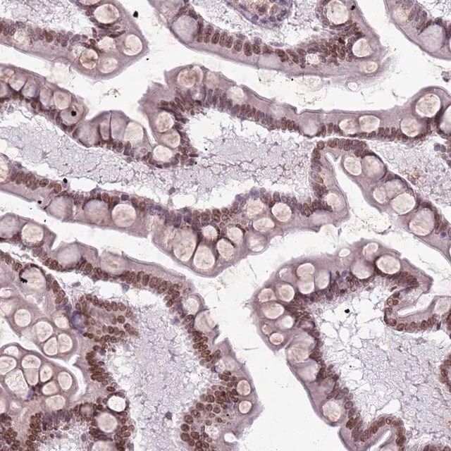 Anti-DHX32 antibody produced in rabbit