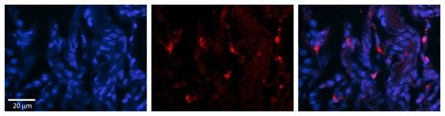 Anti-DHX30 antibody produced in rabbit