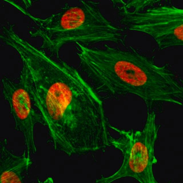 Anti-Dimethyl-Histone H3 (Lys4) antibody, Rabbit monoclonal