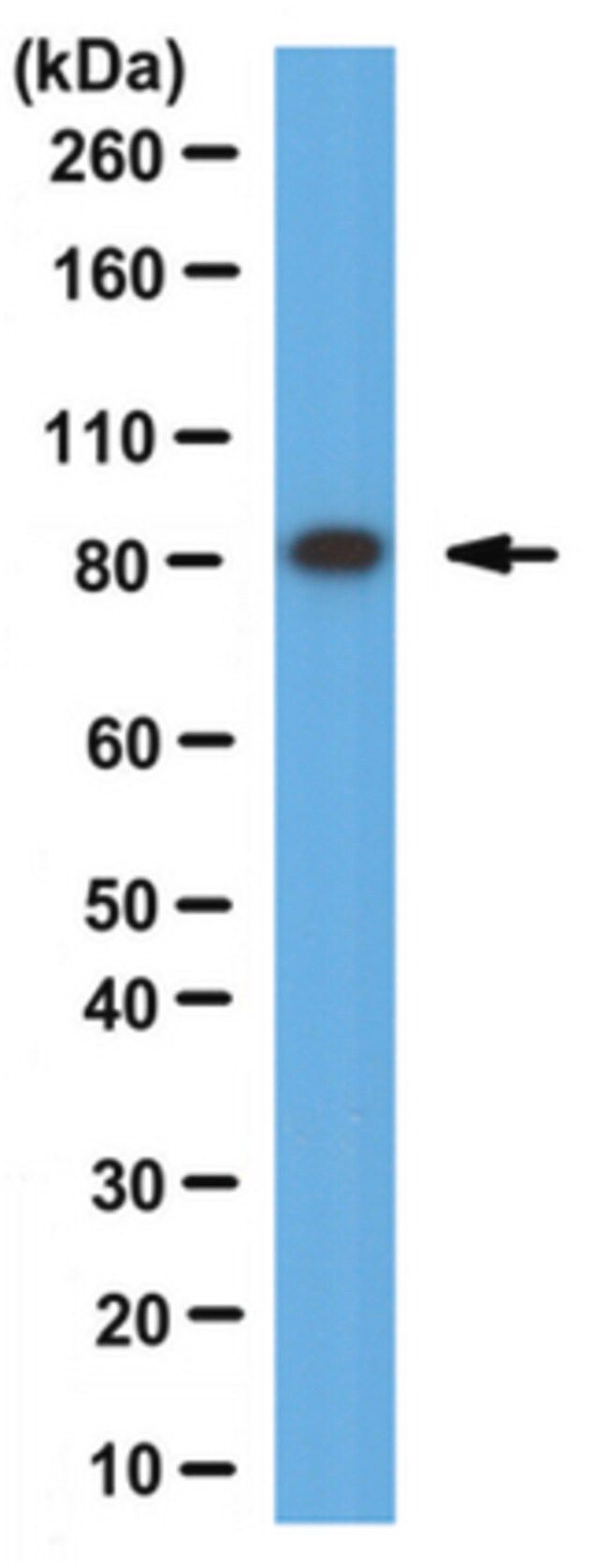 Anti-Dishevelled Antibody