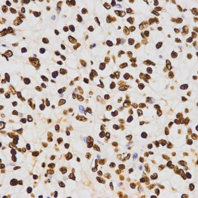 Anti-DiMethyl-Histone H3-K27 antibody produced in rabbit